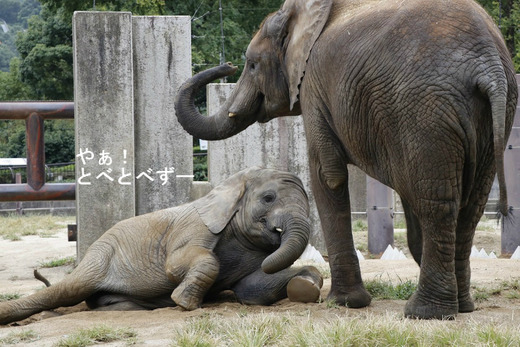 とべ動物園アフリカゾウのブログ:やぁ!とべとべずー