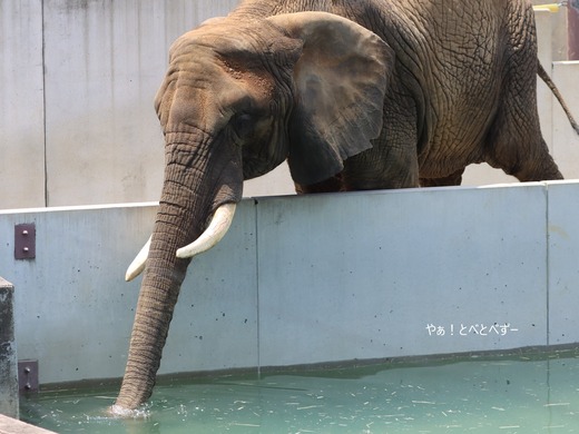 とべ動物園ブログ：リカ、クー、ミミ、リリカ