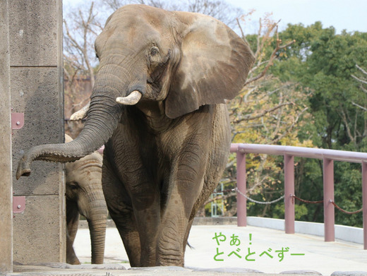 とべ動物園アフリカゾウのブログ:やぁ!とべとべずー