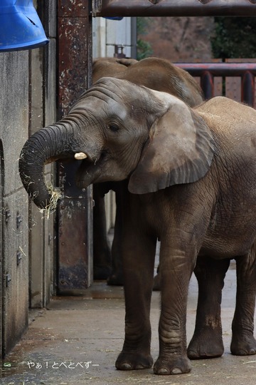 アフリカゾウ写真家:矢野賢一(やぁ!とべとべずー)