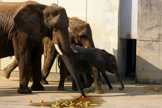 とべ動物園アフリカゾウのファミリー:アフ、リカ、媛、砥夢、砥愛