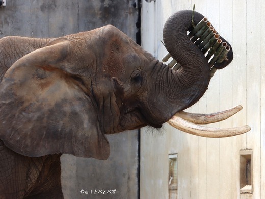 アフリカゾウ写真家:矢野賢一(やぁ!とべとべずー)