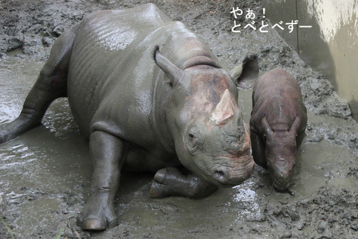 ヒガシクロサイの赤ちゃんのフーくんとクーお母さん