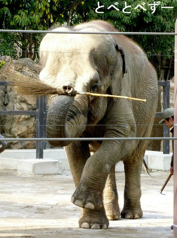 ゾウの訓練の様子：上野動物園