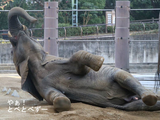 日本で唯一血縁関係のあるアフリカゾウの親子が暮らす愛媛とべ動物園