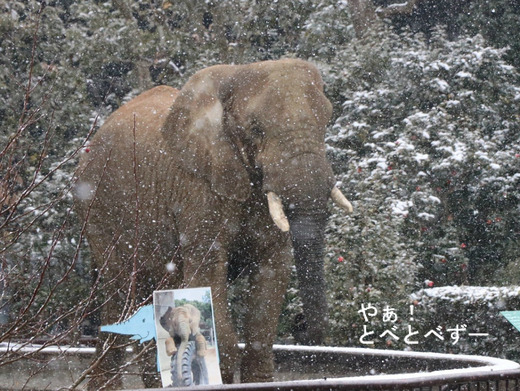 とべ動物園ブログ：ゾウ、ホッキョクグマ、レッサーパンダ、ライオン