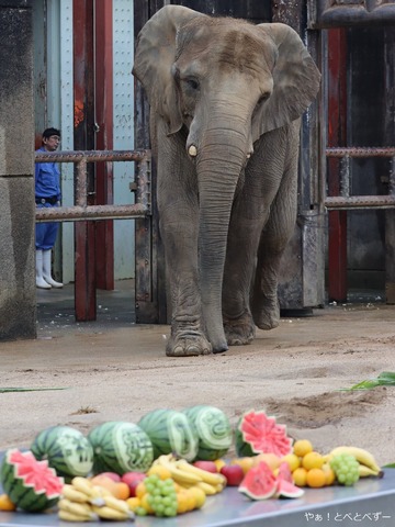 とべ動物園アフリカゾウの媛ちゃんのお誕生会の様子