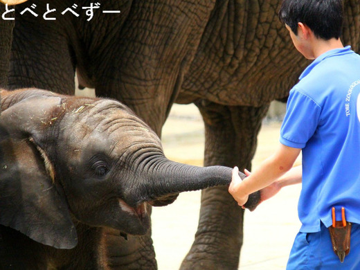 NHK BS 動物の赤ちゃん　ミニアルバム「アフリカゾウ」