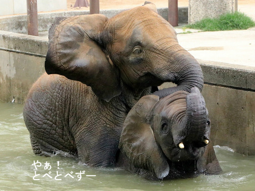 とべ動物園ブログ：やぁ！とべとべずー