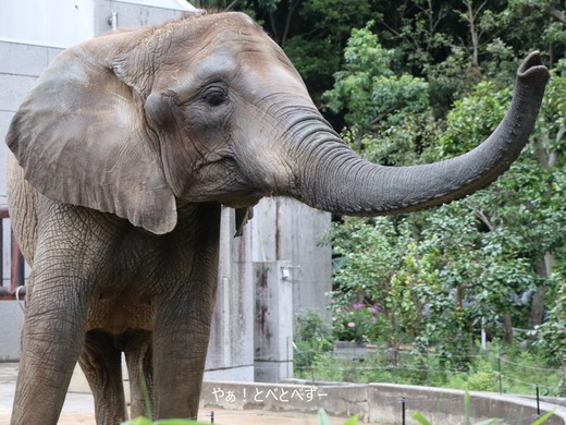 とべ動物園アフリカゾウ：媛ちゃん（メス、14歳）