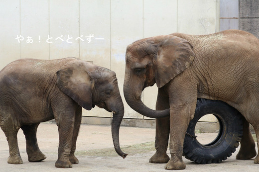 アフリカゾウの写真満載のブログ:やぁ!とべとべずー