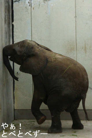 アフリカゾウの子象：砥愛（トア）ちゃん、メス、２歳