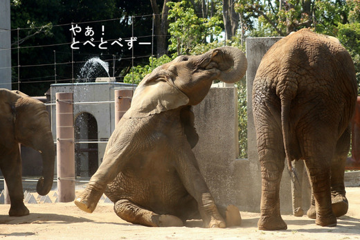 とべ動物園アフリカゾウ：アフ、リカ、媛、砥夢、砥愛