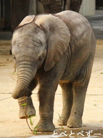 NHKで紹介されたゾウの赤ちゃん：砥愛（とあ）ちゃん