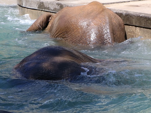 とべ動物園アフリカゾウ:アフ、リカ、媛、砥夢、砥愛