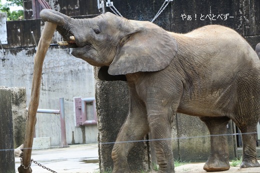 とべ動物園ブログ：やぁ！とべとべずー