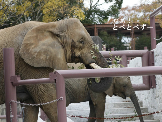 日本で唯一アフリカゾウの親子が暮らす愛媛県立とべ動物