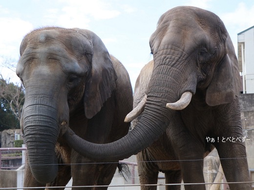 とべ動物園アフリカゾウのブログ：やぁ！とべとべずー