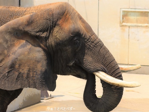 日本で唯一血縁関係のあるアフリカゾウの親子が暮らす愛媛とべ動物園