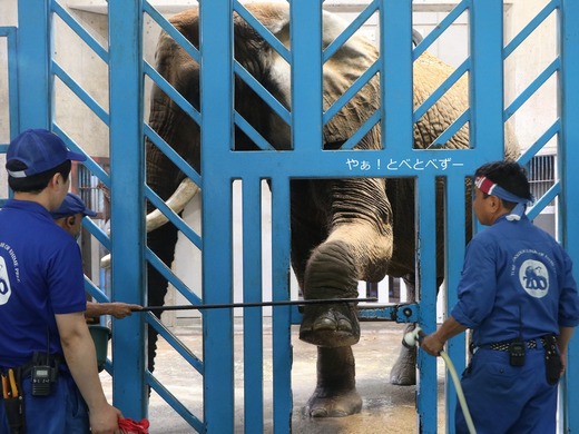 とべ動物園アフリカゾウ:アフ、リカ、媛、砥夢、砥愛