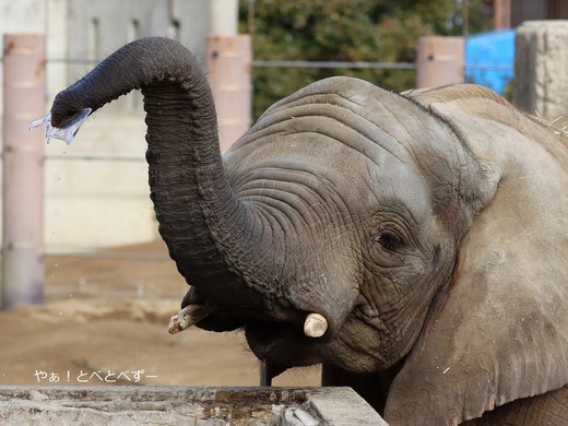 とべ動物園アフリカゾウ：砥愛ちゃん（メス、１１歳）