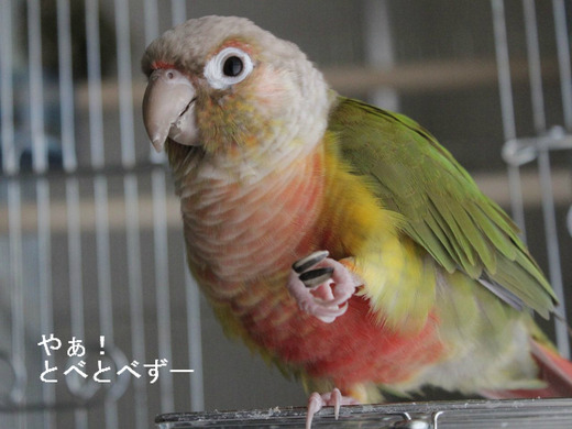 ウロコインコのもみじさん
