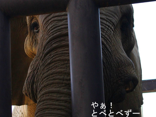 とべ動物園アフリカゾウのブログ：やぁ！とべとべずー