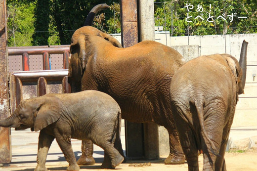 日本で唯一アフリカゾウの親子が暮らす愛媛とべ動物園