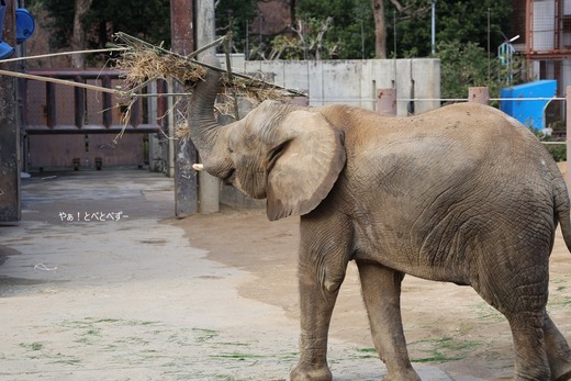  とべ動物園アフリカゾウ：砥愛ちゃん（メス、１２歳）