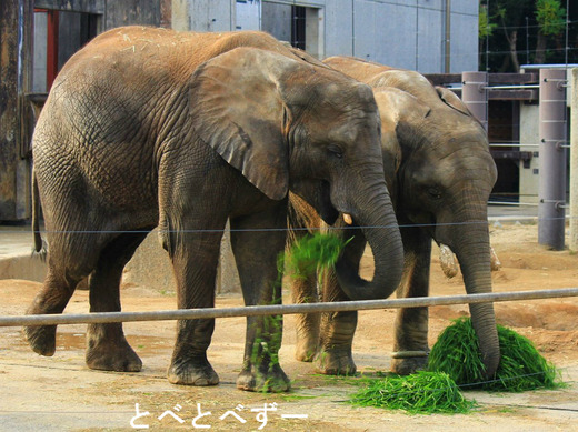 砥夢くんの思い出：とべ動物園（愛媛県）