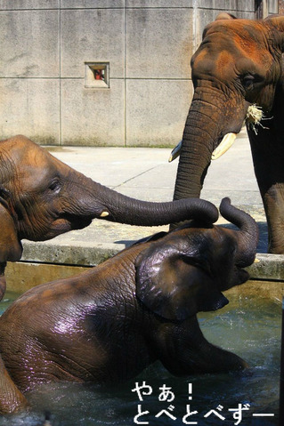 とべ動物園アフリカゾウの親子：リカ、媛、砥愛