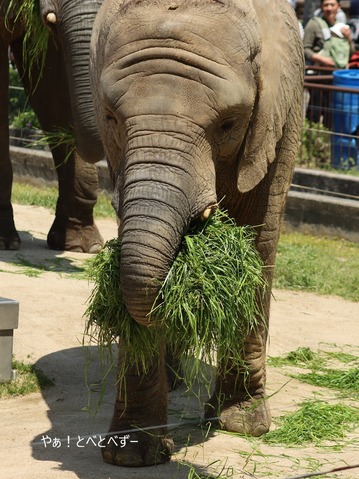 とべ動物園アフリカゾウ:アフ、リカ、媛、砥夢、砥愛