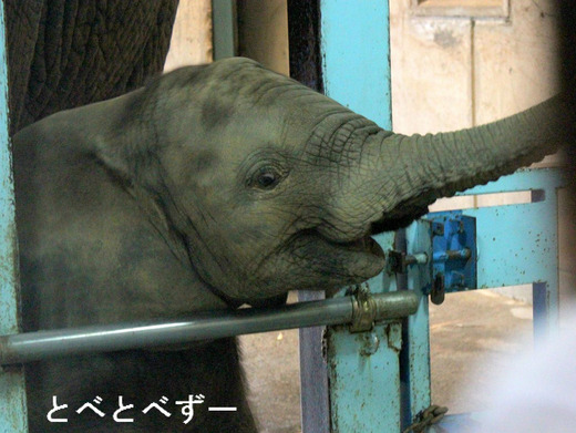 アフリカゾウ砥愛ちゃんの1歳誕生会 :6月1日開催