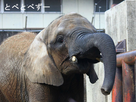 ゾウの写真満載のブログ：やぁ！とべとべずー