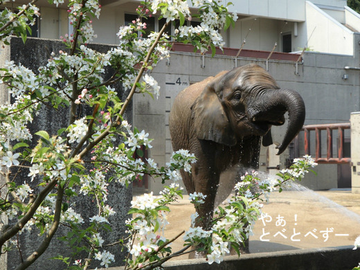 とべ動物園アフリカゾウ：媛ちゃん（メス、12歳）2019年