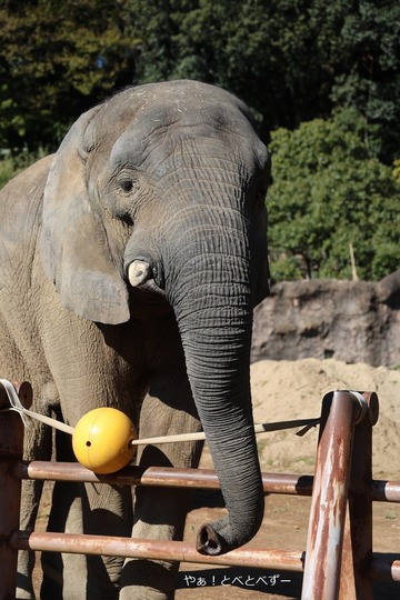 多摩動物公園の砥夢くんに会ってきました♪