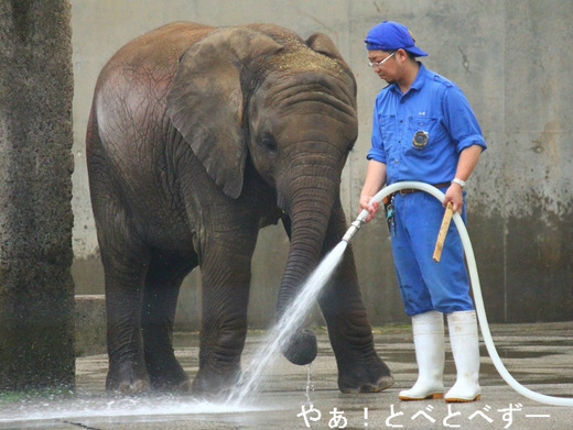 とべ動物園アフリカゾウのブログ：やぁ！とべとべずー