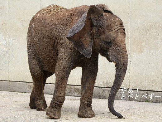 とべ動物園アフリカゾウのブログ：やぁ！とべとべずー