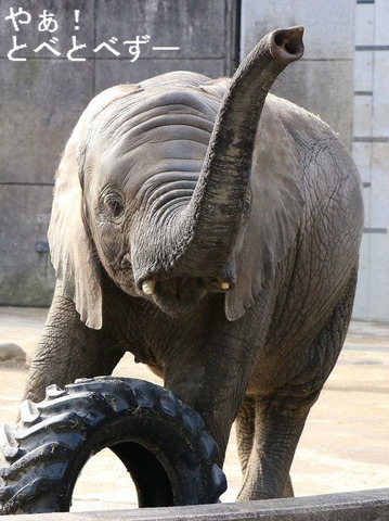 とべ動物園アフリカゾウの
