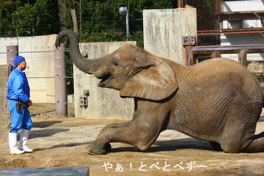 アフリカゾウ、アジアゾウ大好きブログ：やぁ！とべとべずー