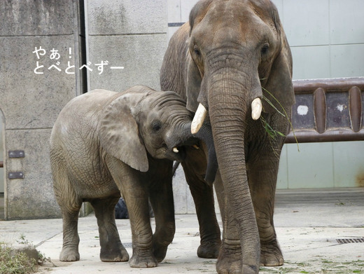 とべ動物園アフリカゾウのブログ