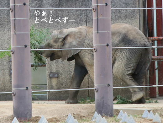 とべ動物園アフリカゾウ:砥愛ちゃん(メス、5歳)
