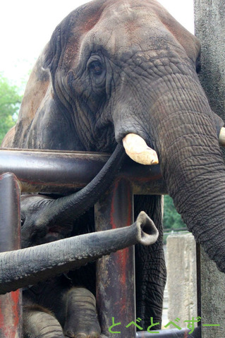 とべ動物園のイベント：アフリカゾウに逢って帰らNight