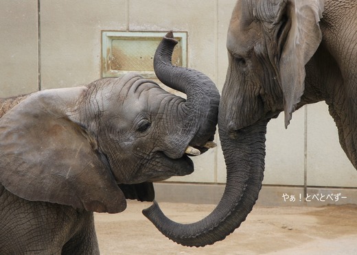 第8回とべ動物園写真コンクール:とべ動物園公式カレンダーに採用