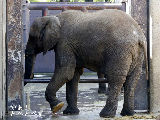 日本で初めて人工哺育で育ったアフリカゾウの媛ちゃん（10歳）