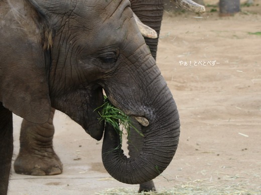 アフリカゾウの写真満載のブログ：やぁ！とべとべずー
