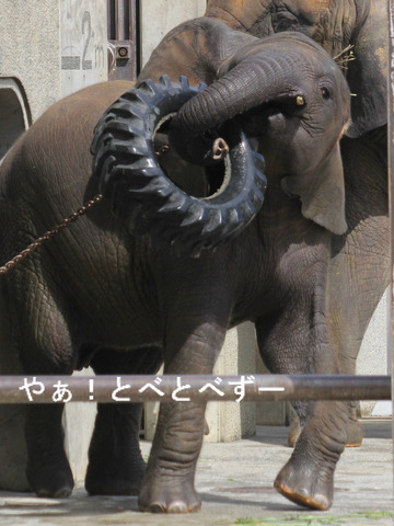 アフリカゾウの写真満載のブログ:やぁ!とべとべずー
