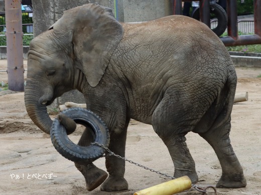 とべ動物園アフリカゾウ：砥愛（2013.6.1生まれ)