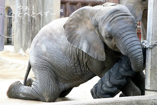 多摩動物公園アフリカゾウの砥夢くんの妹の砥愛ちゃん