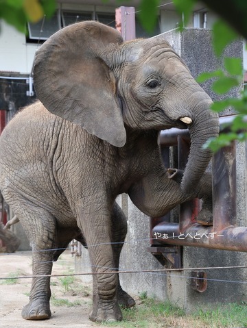 とべ動物園アフリカゾウ：砥愛ちゃん（メス、12歳）
